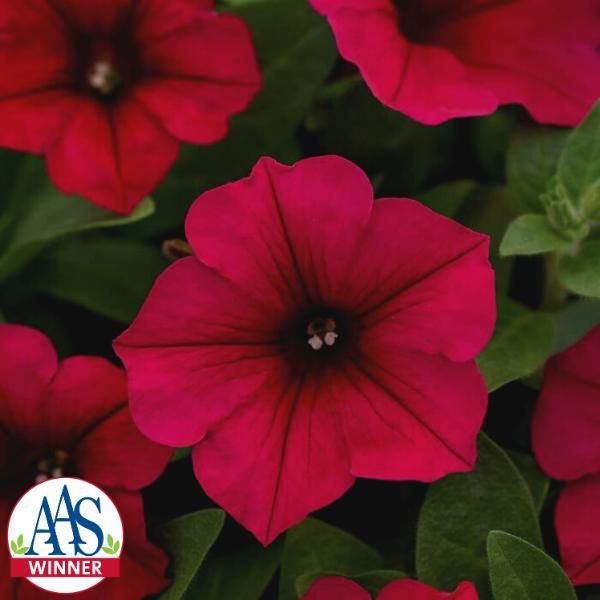 Petunia plant deals